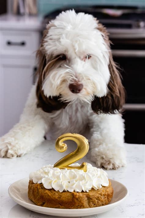 Dog Cake Recipes Top 10 Easy Dog Birthday Cake Ideas Bsb