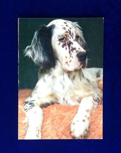 Vintage English Setter Cameracolour Postcard By J Salmon Ltd Etsy