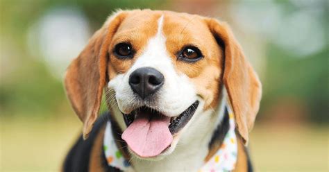 Beagles Everything You Need To Know