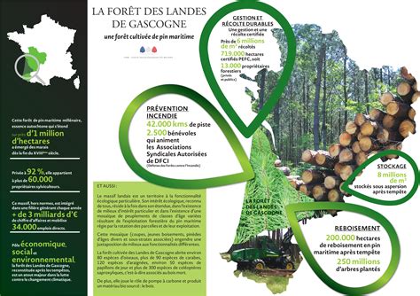 La Forêt Des Landes De Gascogne France Bois Forêt