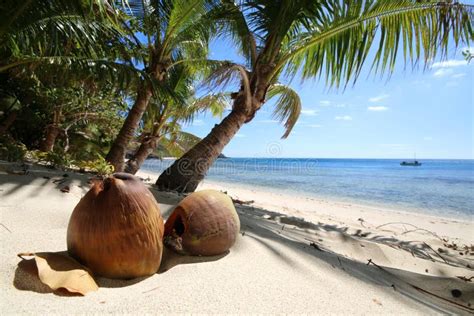 A Beach With A Palm Tree And Coconuts On Naviti Island In Fiji Stock