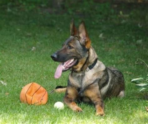 We have two black/sable gsds and two white gsds. Black Sable German Shepherd | GERMAN SHEPHERD PUPPIES - BLACK TAN/RED SABLE/RED STU… | Black ...