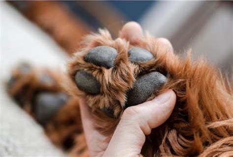 5 Curiosidades Sobre Patas De Cachorro Pet Total Neem