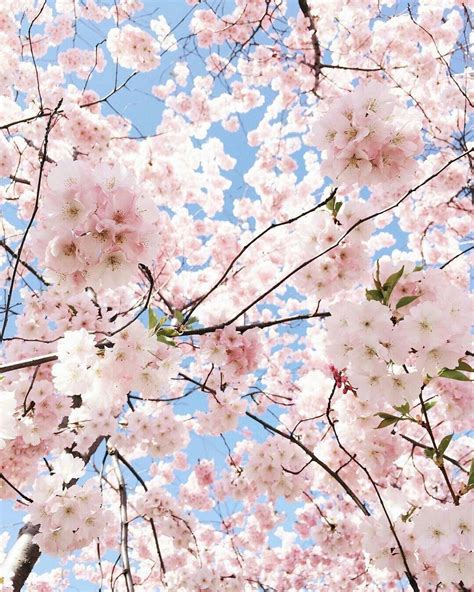Pinterest Shizerkei Pastel Pink Aesthetic Flower Aesthetic Spring