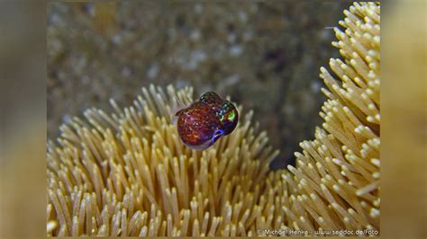Euprymna Berryi Berrys Bobtail Squid Humming Bird Bobtail Squid