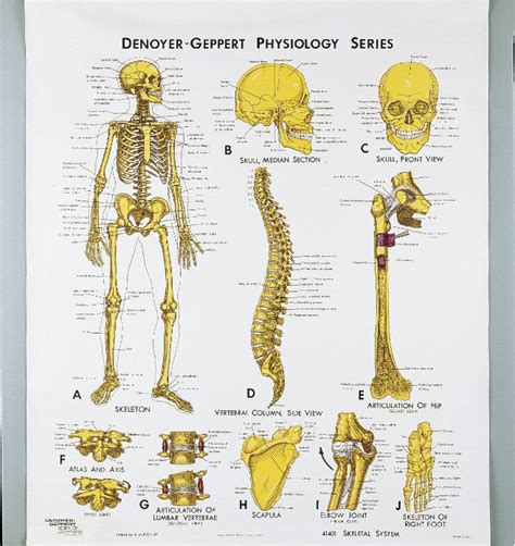 1401 01 Skeletal System Physiology Unmounted Denoyer Geppert Science