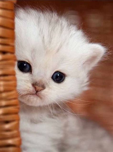 Time For An Extremely Cute Kitten Kittens Cats Cutecats Cute Kitty
