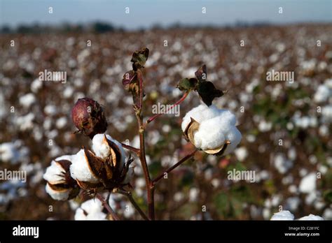 Cotton Field Ready For Harvest In The American South Stock Photo Alamy