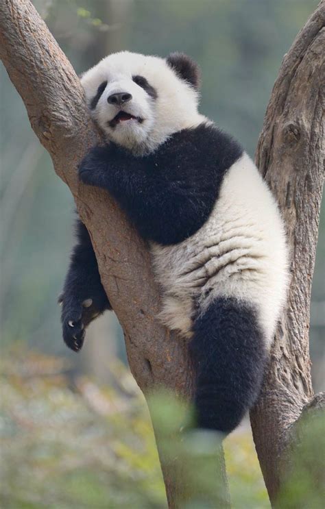 Nice 30 Funny Panda Pictures That Make Us Hassle