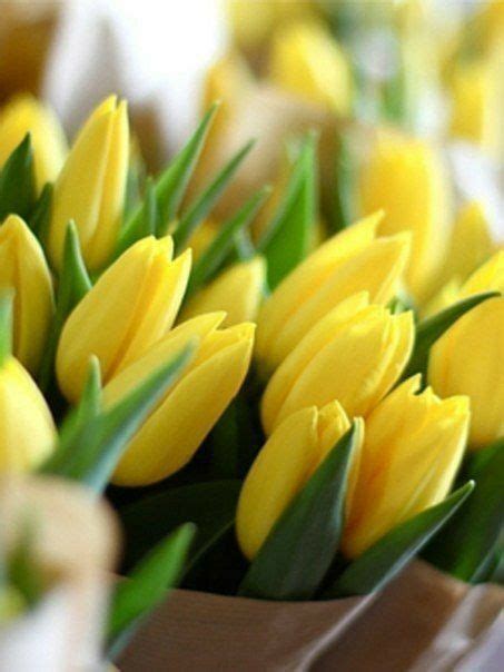 Yellow Tulips Tulips Flowers Cotton House Spring Time Fruit