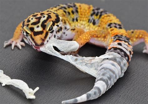 Leopard Gecko Shedding 101 How Often And For How Long Do They Shed