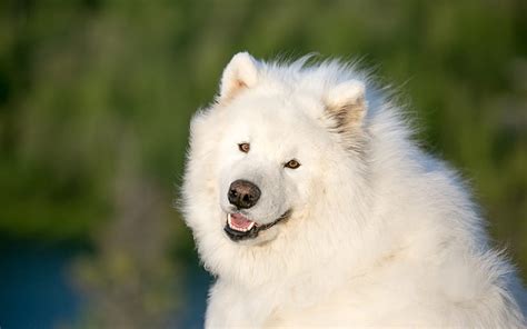 Samoyed White Fluffy Cute Dog Pets Cute Animals Green Background