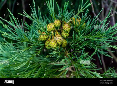 Wellingtonia Or Giant Redwood Seeds Stock Photo Alamy