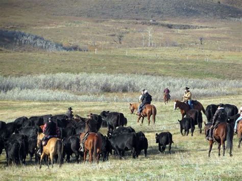 Alberta Canada Cattle Drives Cattle Drive Cattle Cattle Ranching