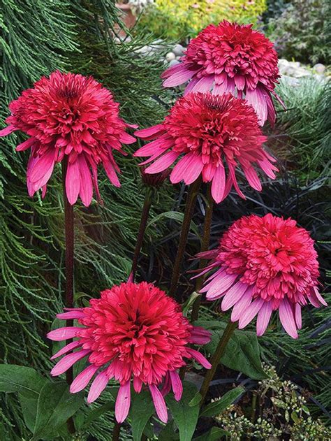 Check spelling or type a new query. Top New Sun-Loving Perennials for 2014 | Perennial garden ...