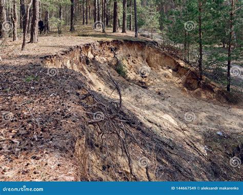 Soil Erosion In A Pine Forest On The Hills Stock Image Image Of