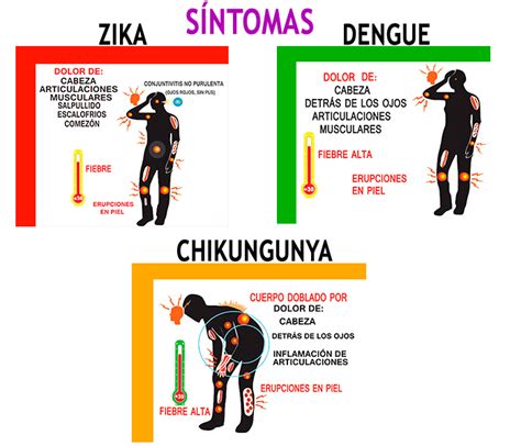Zika Dengue Chikungunya