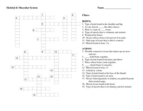 One of the most important tendons in terms of mobility of the leg is the achilles tendon. 17 Best Images of Human Muscle Worksheets - Label Muscles ...