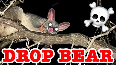Deadly Drop Bear Caught On Camera ⚠️🐨⚠️ Youtube