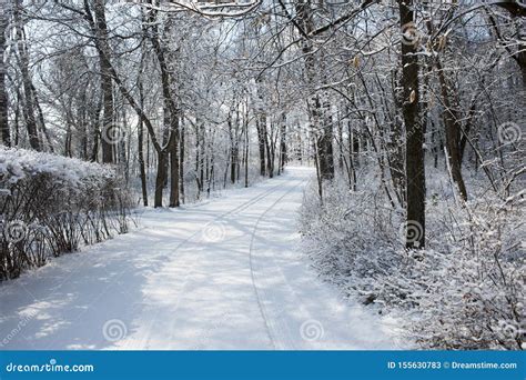 Driveway Covered In Snow Winding Through Snowy Woods Stock Image