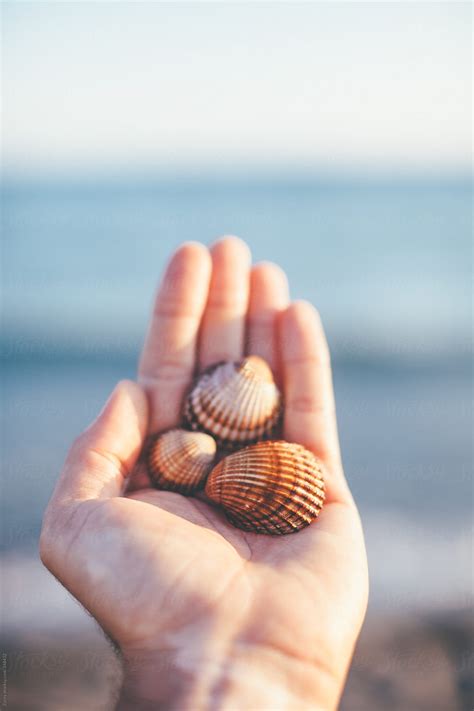 Hands Holding Sea Shells By Stocksy Contributor R A V E N Stocksy