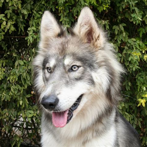 Are Hybrid Wolf Dogs A Recognized Breed