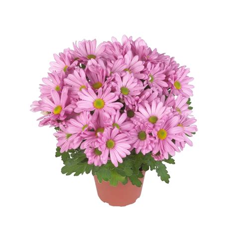 Chrysanthemum Indicum Breeze Sweet Pot Mum From Garden Center Marketing