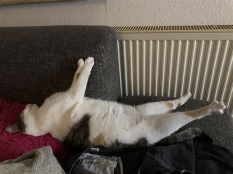 The Way How My Cat Sleeps Whatswrongwithyourcat