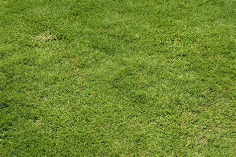 Green Lawn Grass Background Free Stock Photo Public Domain Pictures