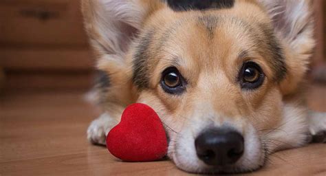 Dog Love Quotes To Send Your Heart Into A Tail Spin