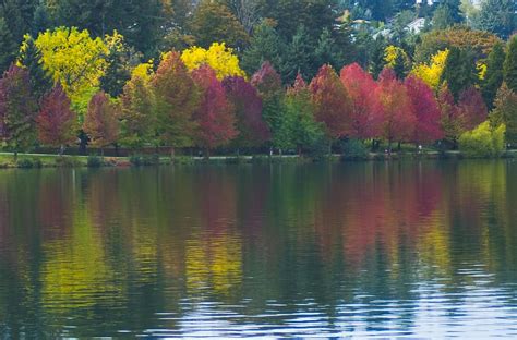 Autumn Colors On Green Lake Seattle Photograph Autumn Colors On Green