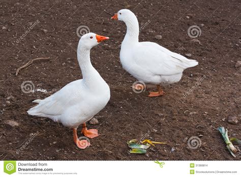Domestic Farm Animals White Geese Stock Photo Image Of Farm Poultry