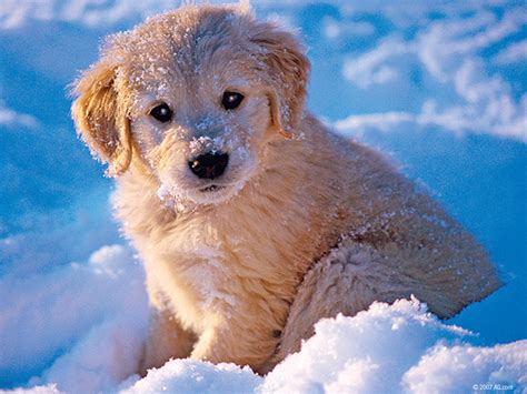 46 Dogs Playing In Snow Wallpapers Wallpapersafari