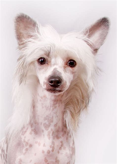 Crested Chinese Crested Dog Hairless Dog Chinese Crested
