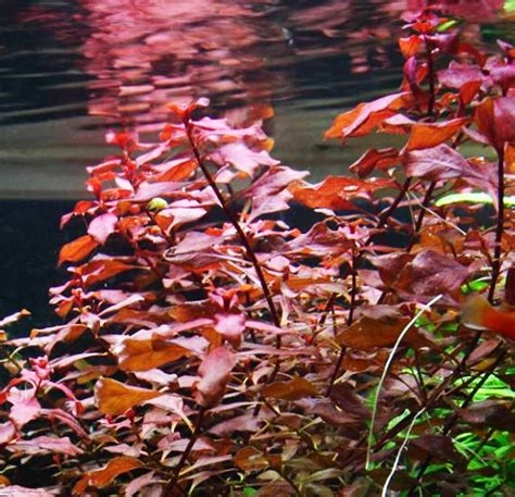 Mainam Ludwigia Repens Super Red Freshwater Plants Bundle Tropical