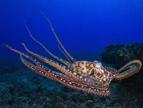 8 Famous Cephalopods Thats Octopus And Squid To You And Me