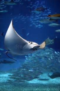 Manta Ray Seeming To Fly Underwater Stock Image Image