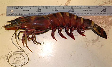 Giant Cannibal Shrimp That Can Grow Up To 13 Inches Long Invade Waters