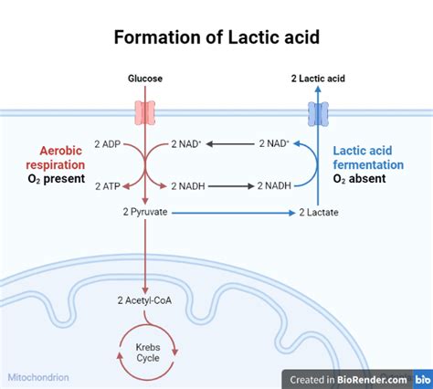 Lactic Acidosis Archives Clinical Laboratory Science
