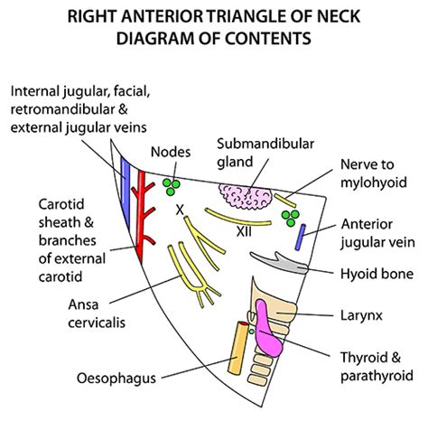 Instant Anatomy Head And Neck Areasorgans Anterior Triangle Of