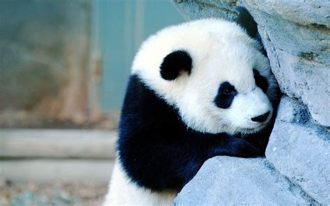 Gambar Baby Panda Mosi