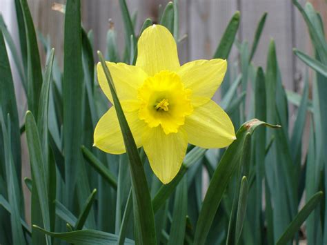 Daffodil Flowers Photos