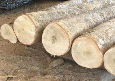 Harga Kayu Jati Gelondongan Per M3 Dan Per Pohon Terbaru 2022