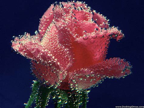 Desktop Wallpapers Flowers Backgrounds Underwater Rose