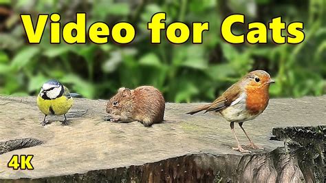 Cat Games TV Mouse Birds And Squirrel Fun In 4K NEW Videos For