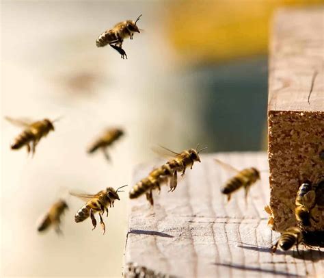 According to the hive and the honey bee, the bible of all beekeeping, a bee's flight speed averages about 15 miles per hour and they're capable of flying. Why bees can't fly - PerfectBee