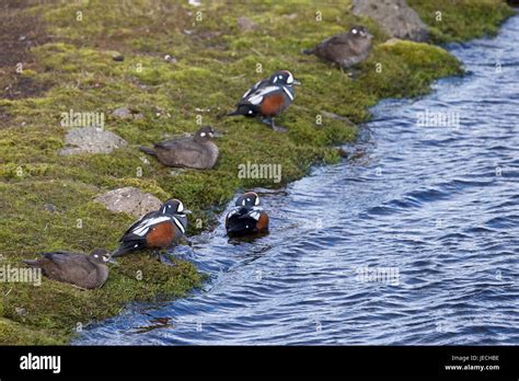 Harlequin Duck Histrionicus Histrionicus Stock Photo Alamy