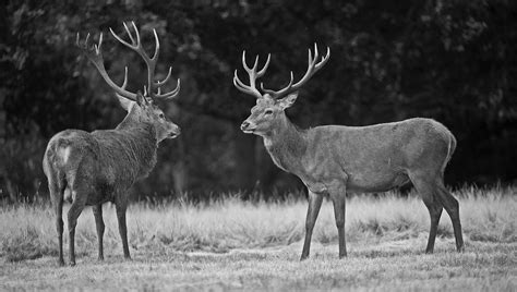 Anthony Miners Wildlife Photos Red Deer In Richmond Park