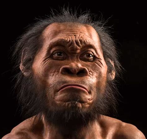 Homo Erectus Facial Reconstruction