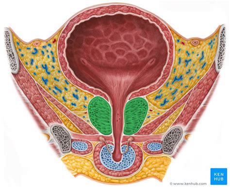 Anatomy Of Prostate And Bladder Anatomical Charts And Posters